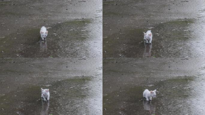 雨后在街上弄湿了的流浪的小猫