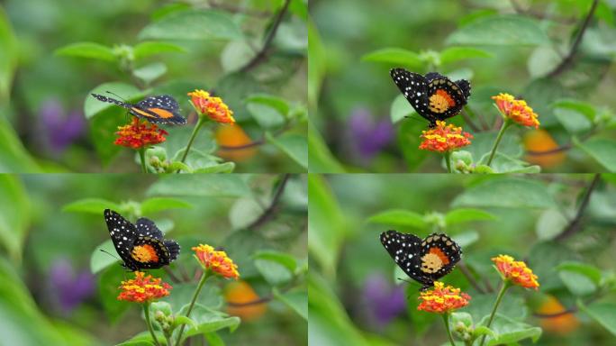 斑点热带蝴蝶拍动翅膀