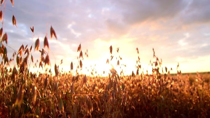 日出时的燕麦田。燕麦天种植夕阳下农田田园