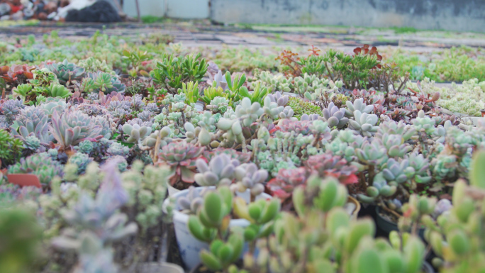 多肉种植基地