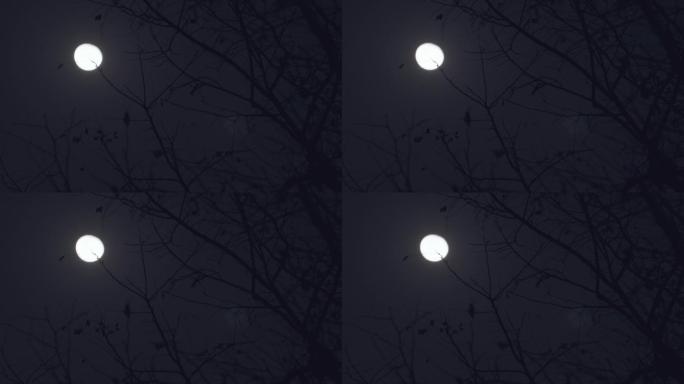 实拍夜晚月亮-树梢树枝