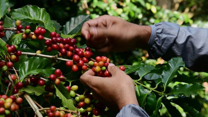 咖啡农手工采摘咖啡豆
