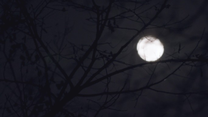 实拍夜晚月亮-树梢