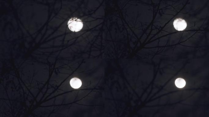 实拍夜晚月亮-树梢