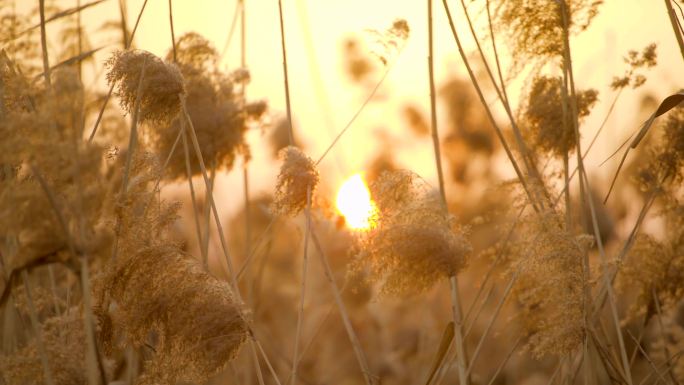 「有版权」冬天的芦苇4K