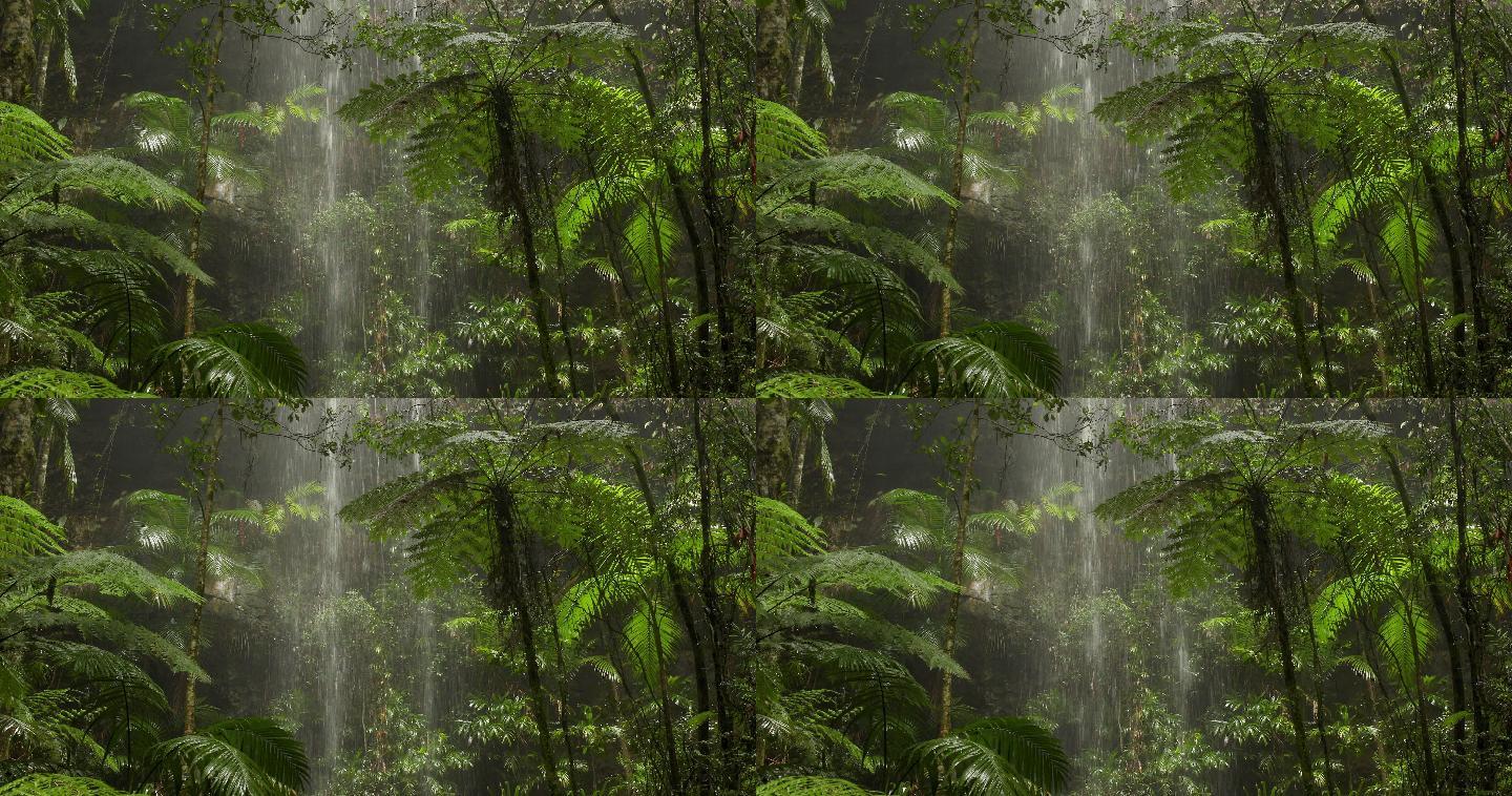 澳大利亚雨林中美丽的瀑布
