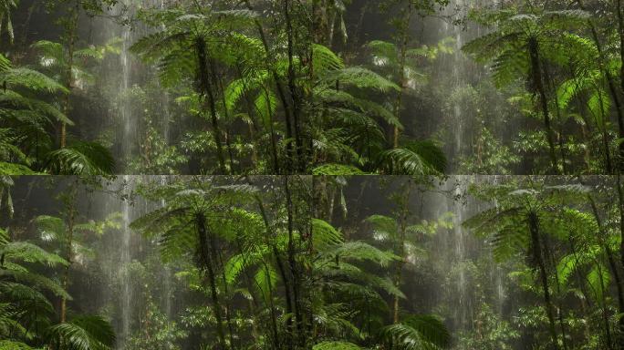澳大利亚雨林中美丽的瀑布