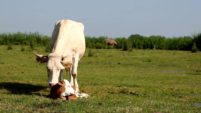 农场里的两只牛。牛犊母牛肉牛