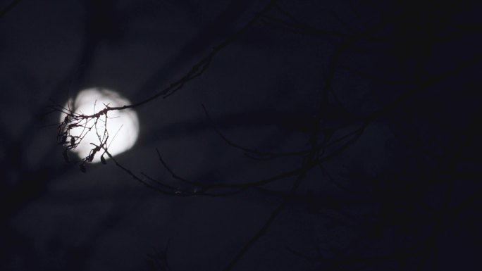 实拍月亮上树梢特写-月夜