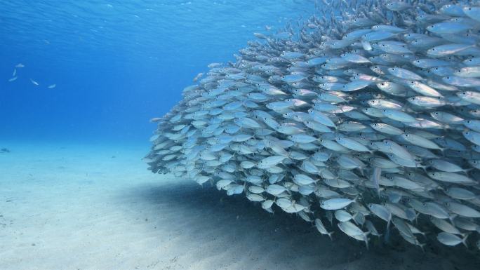 加勒比海的鱼群海鲜小鱼
