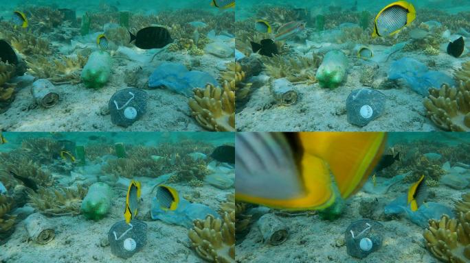 海洋垃圾污染海洋污染塑料袋珊瑚礁污染