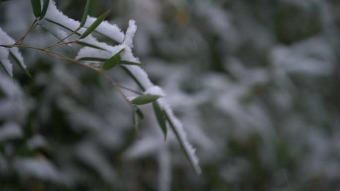 原创4K雪落在竹叶上特写