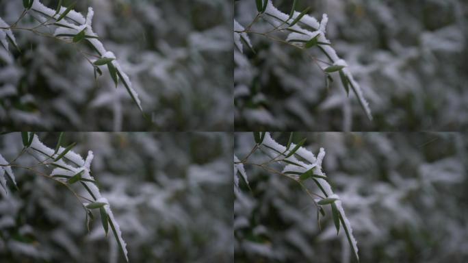 原创4K雪落在竹叶上特写