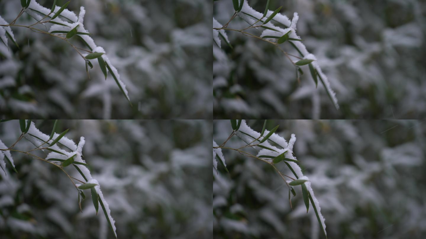 原创4K雪落在竹叶上特写