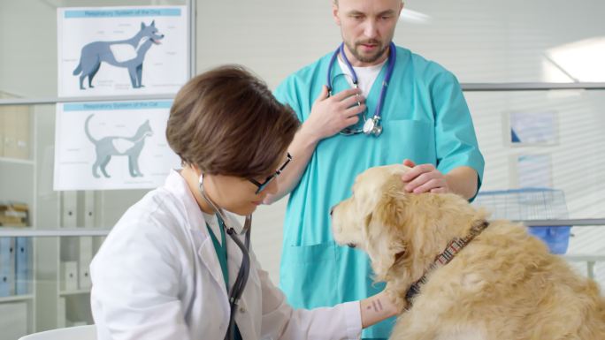兽医用听诊器检查狗