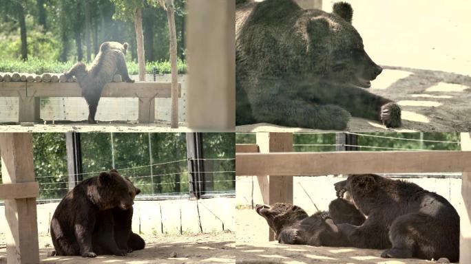 【4K】 动物园的大黑熊