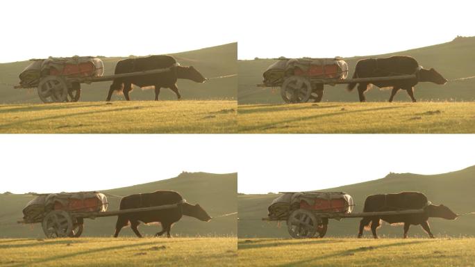 阳光下的拉车农业农村农田田园风光老黄牛