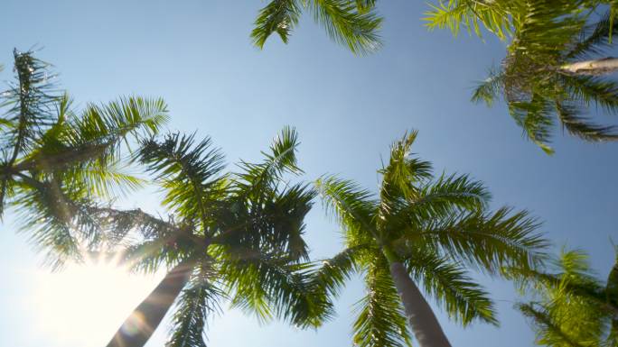 夏日天空下的棕榈树