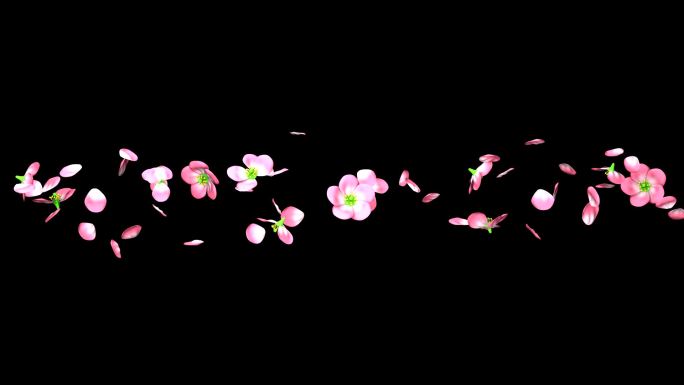 黑色背景上的樱花花瓣粒子花朵花飘落