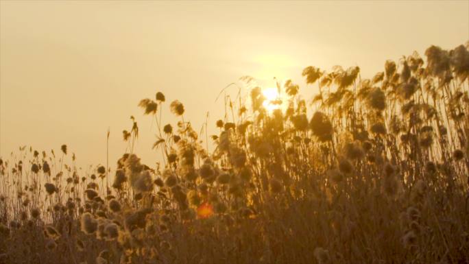 「有版权」冬天的芦苇4K