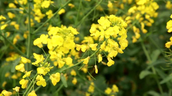 油菜花瓦屋油菜花蜜蜂