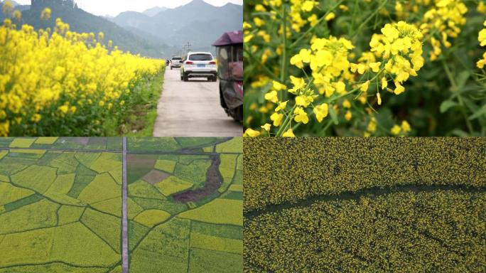 油菜花瓦屋油菜花蜜蜂