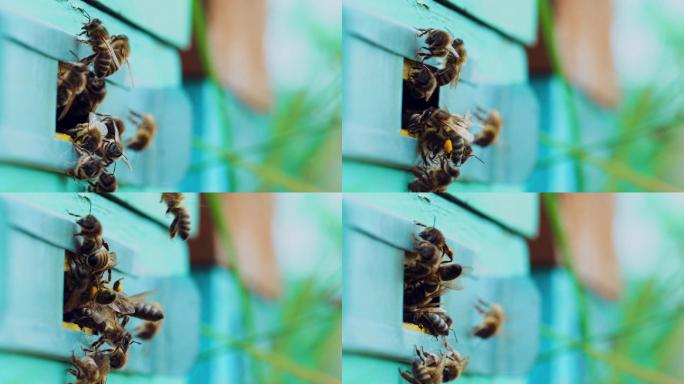 蜜蜂飞进蓝色木质蜂巢的入口。