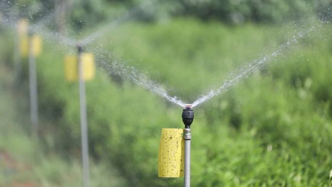 茶场喷淋灌溉浇水节水系统