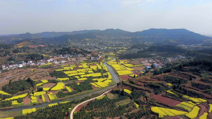 航拍四川盆地油菜花盛开的田野