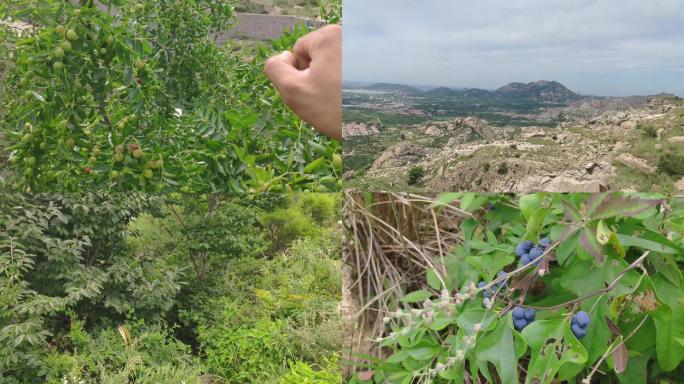 山东平度爬山大泽山荒山摘酸枣破屋旧物山区