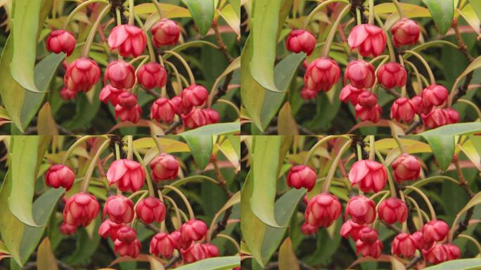 八角树开花实拍