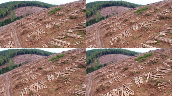 砍伐的树木乱砍乱伐采伐伐树砍树树林