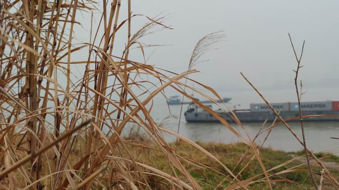 正在前进的船在武汉长江芦苇前景