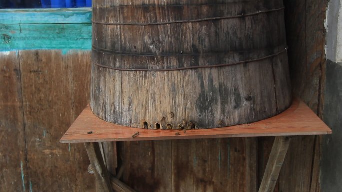 驯养土蜂蜂桶