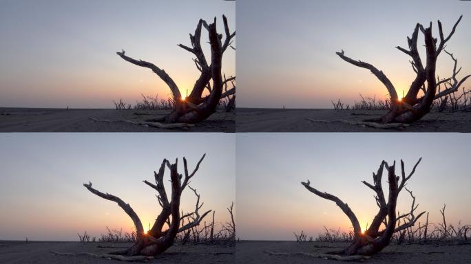 阳光下的枯树夕阳日落枯树干旱干燥