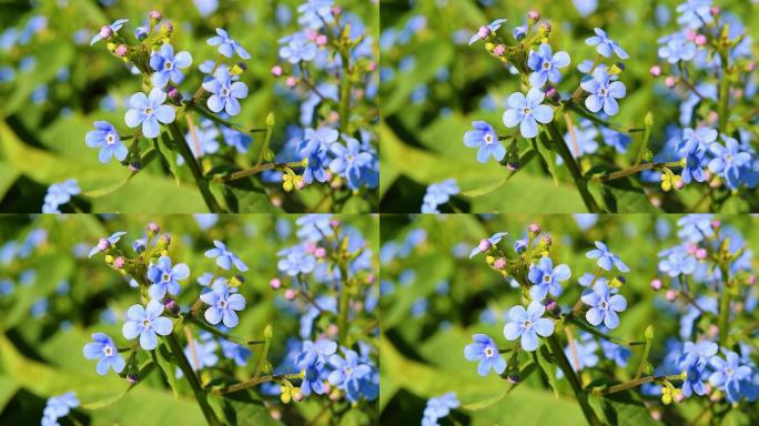 蓝色花朵勿忘草紫草科唯美蓝花