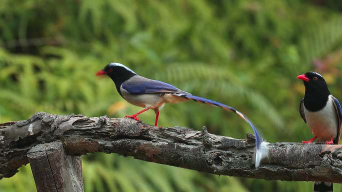 红嘴蓝鹊：鹊类中身体最大尾巴最长羽毛最美