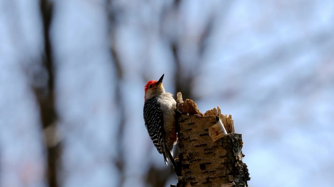 春天的红背啄木鸟。