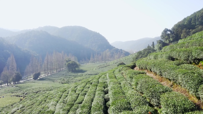 航拍杭州西湖梅家坞龙井绿茶叶园