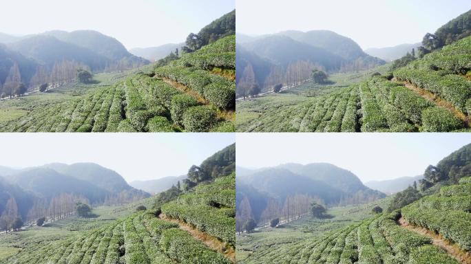 航拍杭州西湖梅家坞龙井绿茶叶园