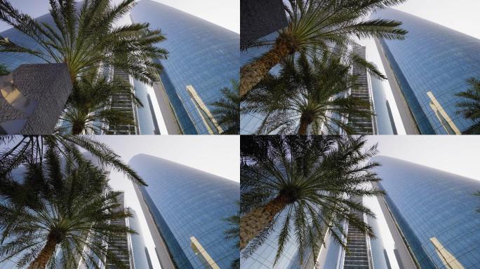 棕榈树和摩天大楼高楼大厦写字楼办公楼