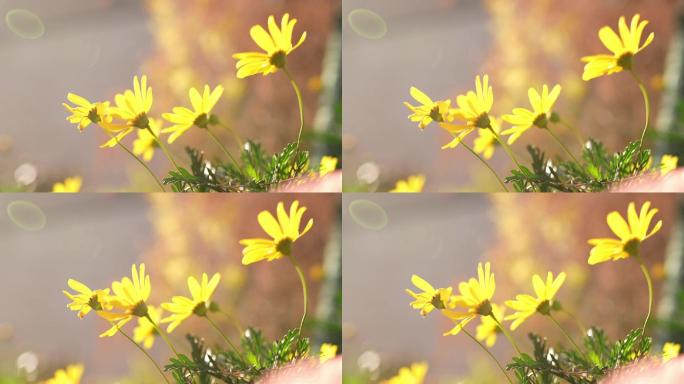 风中摇摆的黄菊花