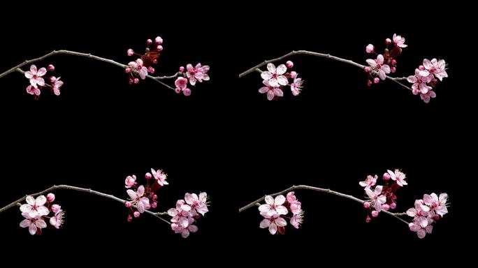 延时拍摄樱花盛开含苞待放鲜花赏花