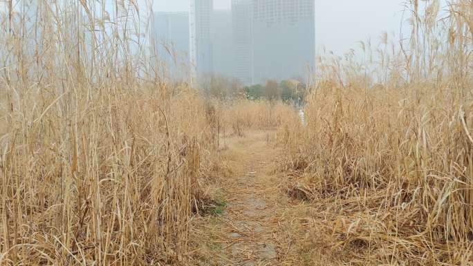 穿越芦苇穿越高杆子金黄色的风景