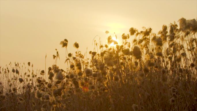 「有版权」冬天的芦苇4K