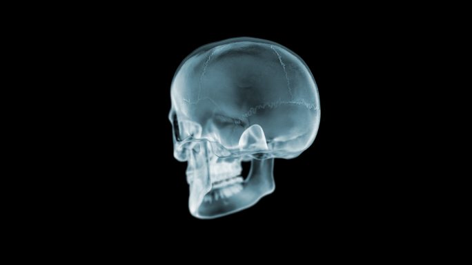 头骨X光图片三维医学器官3D人体
