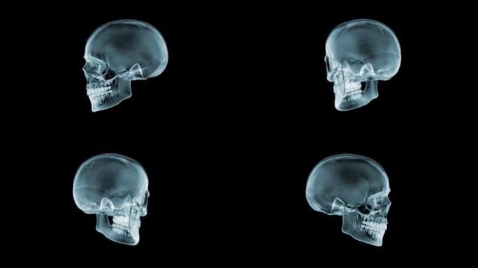 头骨X光图片三维医学器官3D人体