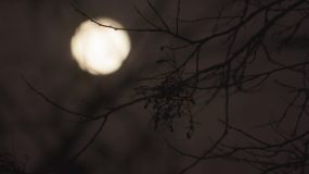 实拍月亮上树梢视频素材
