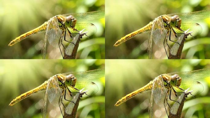 蜻蜓的外观视频素材