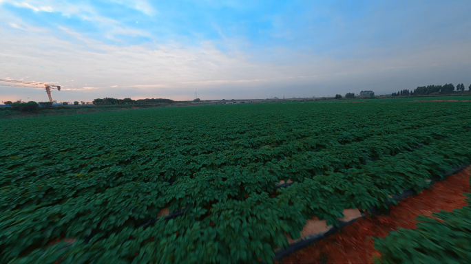 农田土豆园种植田园风景无人机航拍FPV